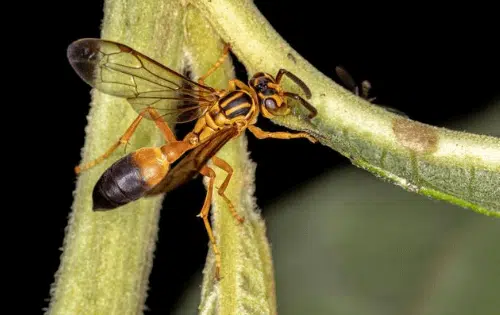 agelaia pallipes