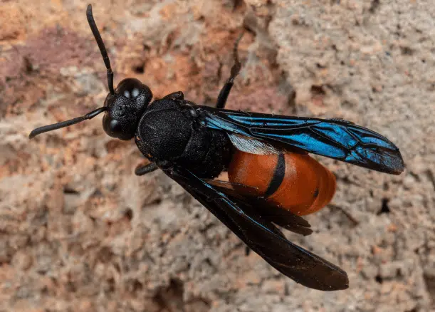 anterhynchium abdominale