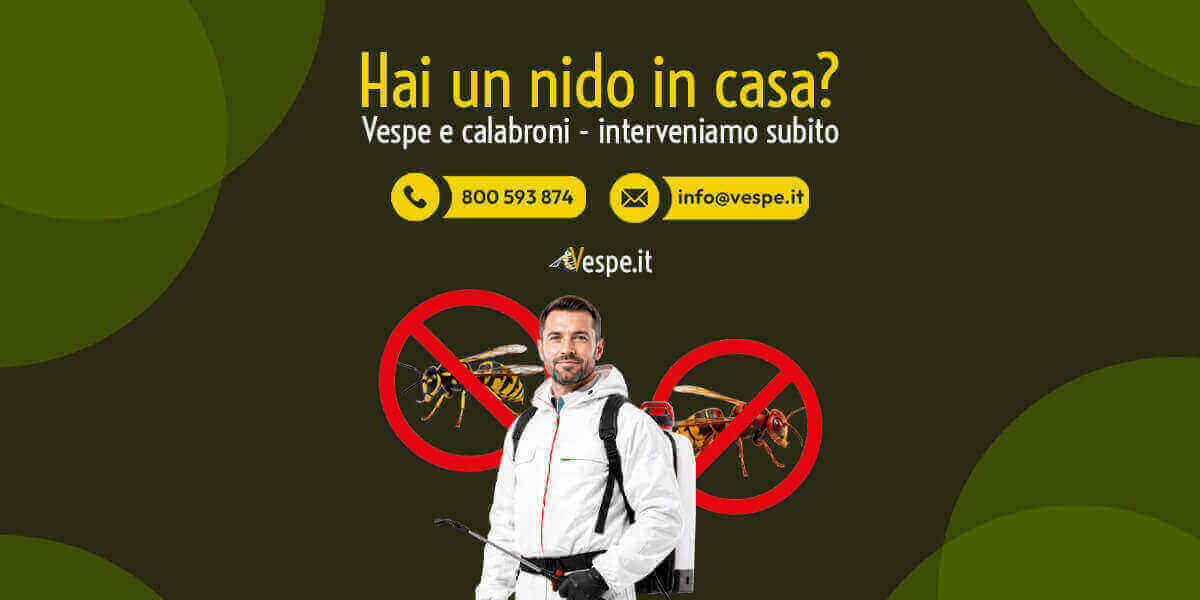 Disinfestazione vespe e calabroni a domicilio