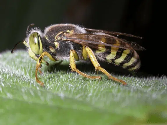 bembix rostrata