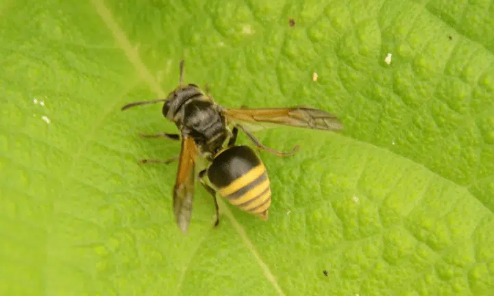 brachygastra mellifica