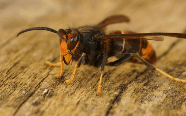 La Vespa Velutina O Calabrone Asiatico Come Riconoscerla la-vespa-velutina-o-calabrone-asiatico-come-riconoscerla