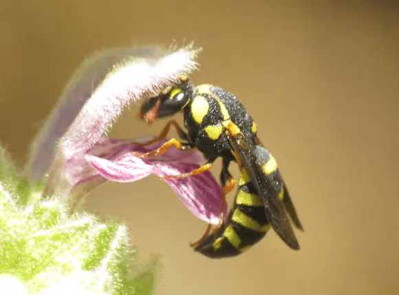 celonites abbreviatus