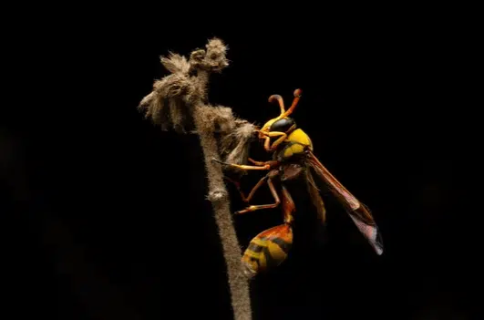 cosa fanno le vespe di notte