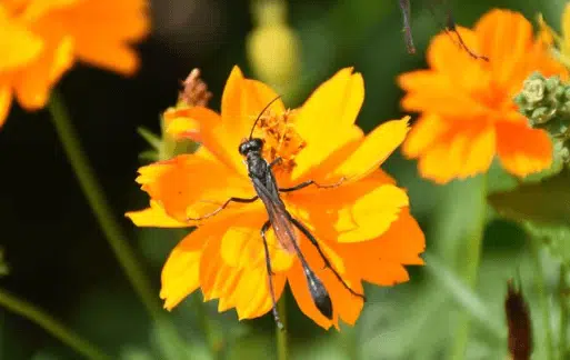 eremnophila aureonotata