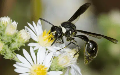 eumenes fraternus