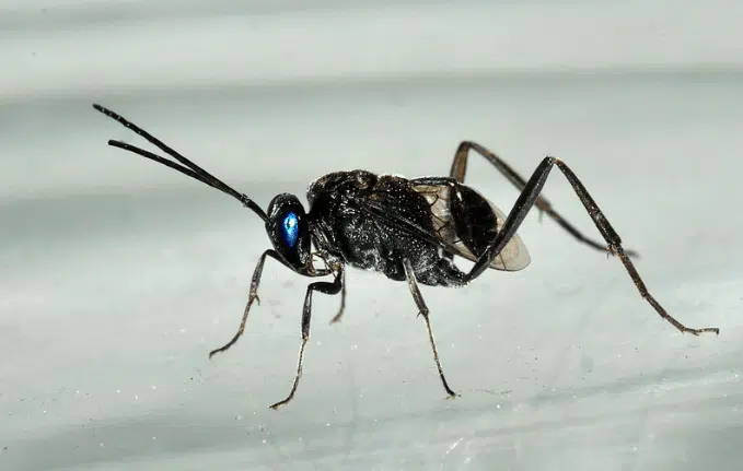 evania appendigaster