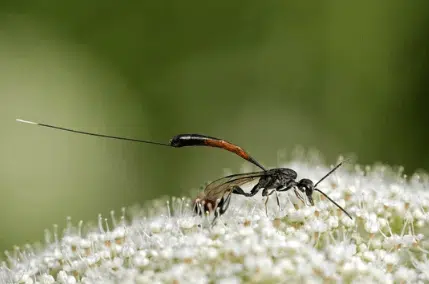 gasteruption jaculator