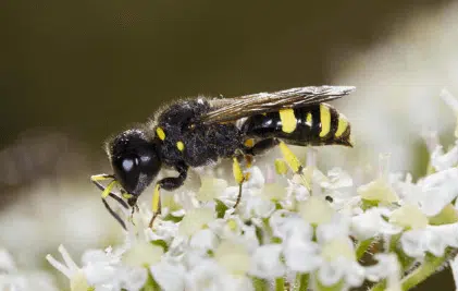 le vespe impollinano