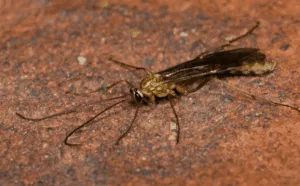 maschio di ophion luteus
