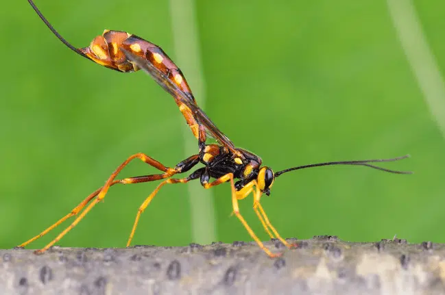 megarhyssa nortoni