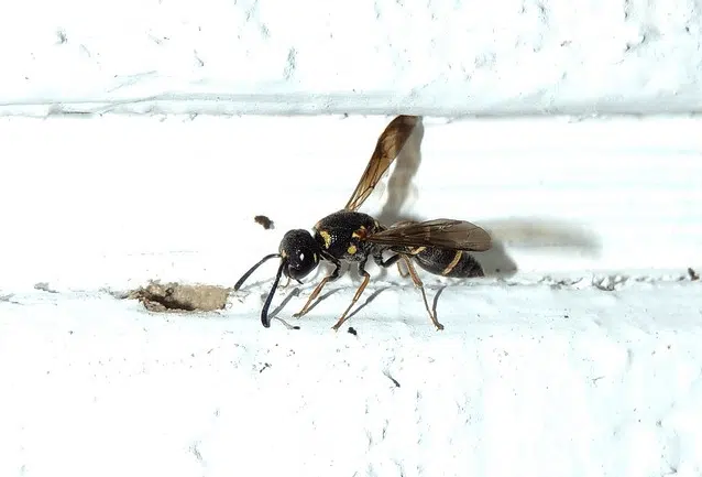 parancistrocerus fulvipes