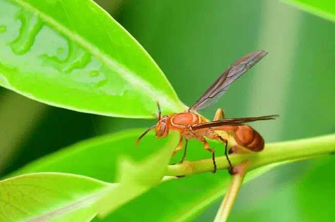 parapolybia indica