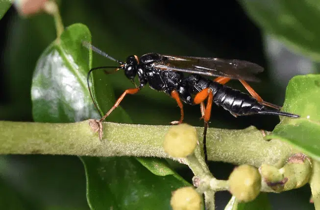 pimpla rufipes