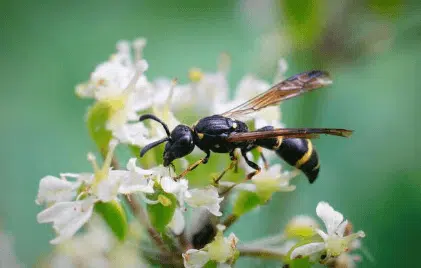 symmorphus bifasciatus