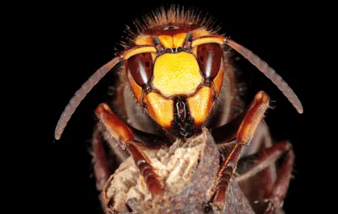 vespa crabro