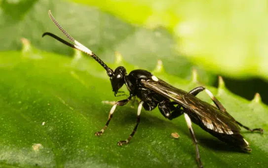 vespa icneumone