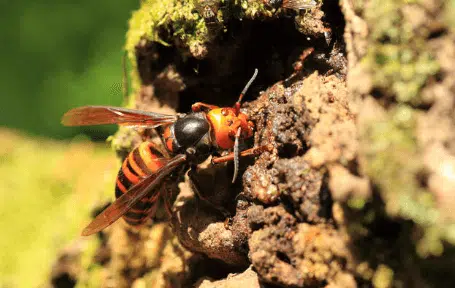 vespa mandarinia