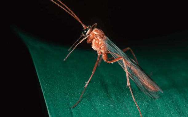 Netelia testacea: le qualità e l'importanza di questa vespa