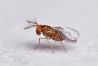 Scatto ravvicinato di un esemplare adulto di vespa trichogramma pretiosum
