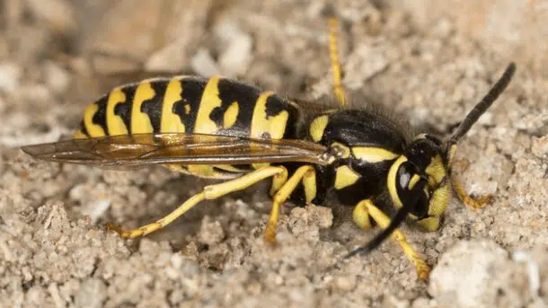 vespula atropilosa
