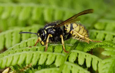 vespula austriaca