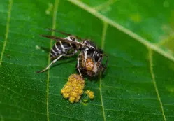 vespula flaviceps