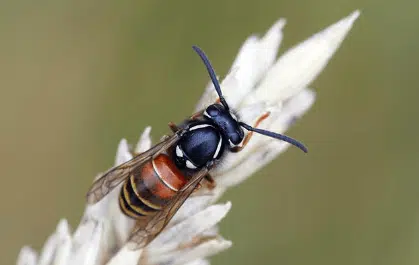 vespula rufa